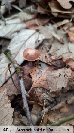 Tubaria furfuracea