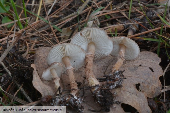 Lepiota pseudolilacea