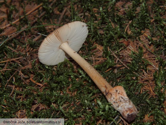 Amanita fulva