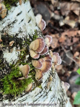 Trichaptum biforme