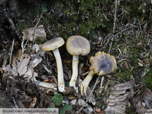 Cantharellus amethysteus