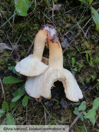 Lactarius volemus