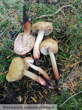 Gymnopus fusipes