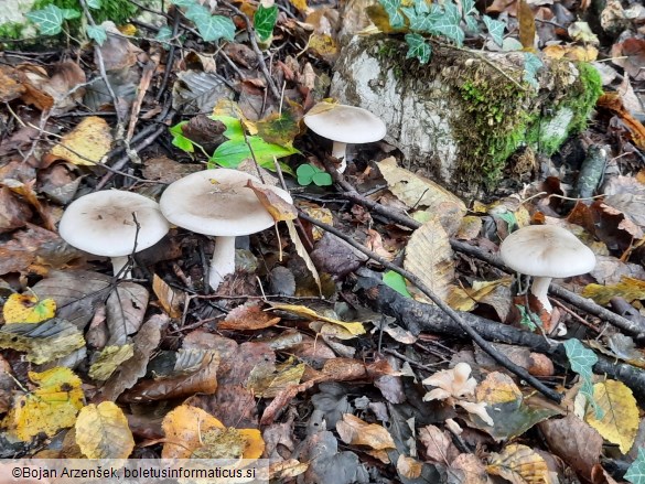 Clitocybe nebularis