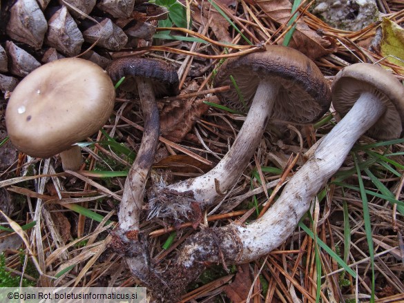 Lyophyllum maleolens