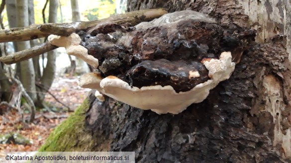 Fomitopsis pinicola