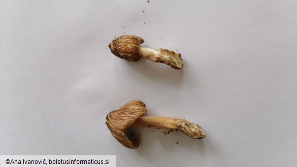 Inocybe rimosa