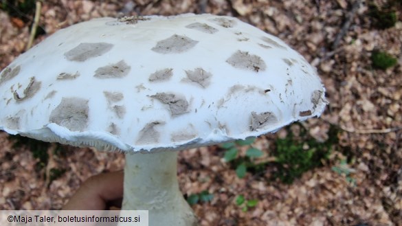 Amanita strobiliformis