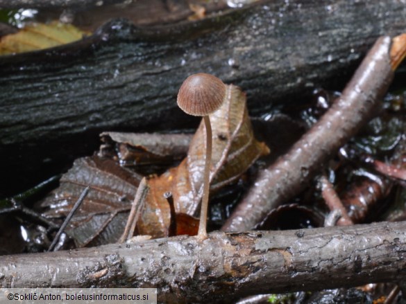 Psathyrella pseudogracilis