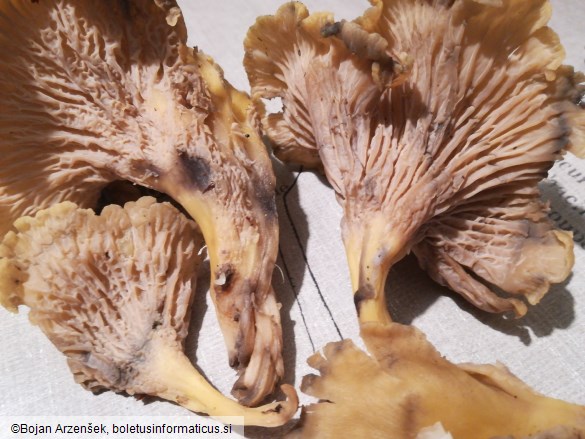 Cantharellus melanoxeros
