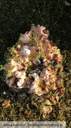 Laetiporus sulphureus