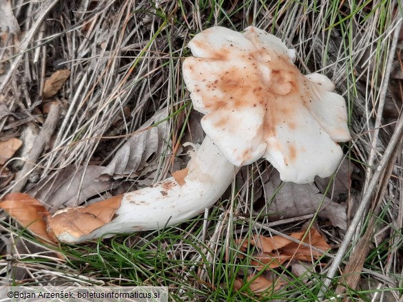 Rhodocollybia maculata