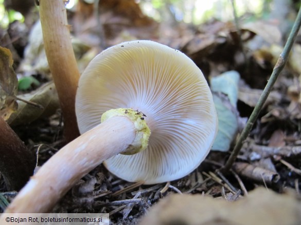 Armillaria mellea