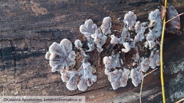 Auricularia mesenterica