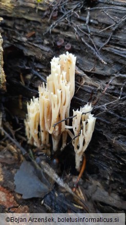 Artomyces pyxidatus