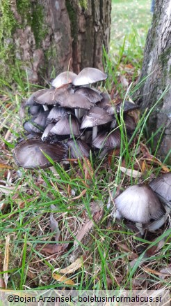 Coprinopsis atramentaria