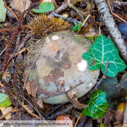 Russula cyanoxantha