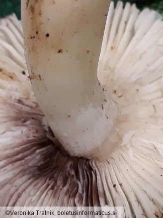 Russula acrifolia