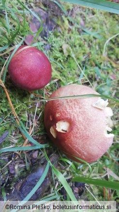 Tricholomopsis rutilans