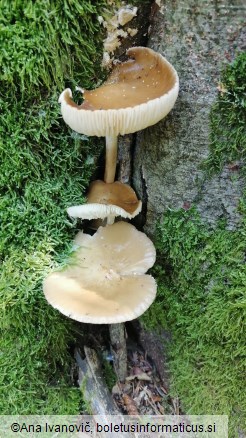 Hymenopellis radicata