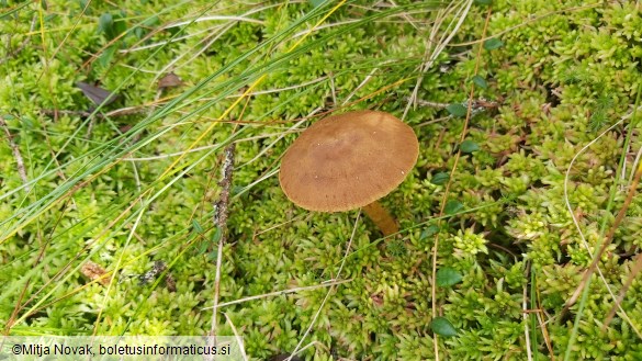 Cortinarius chrysolitus