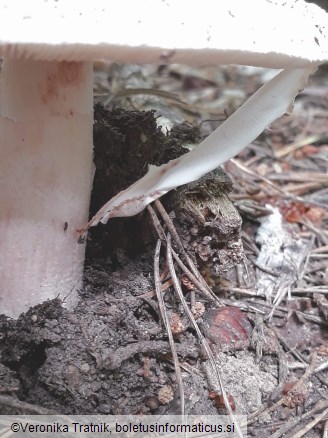 Amanita rubescens