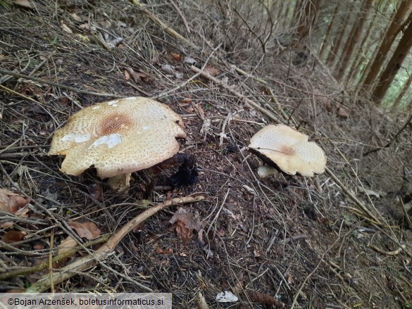 Agaricus augustus