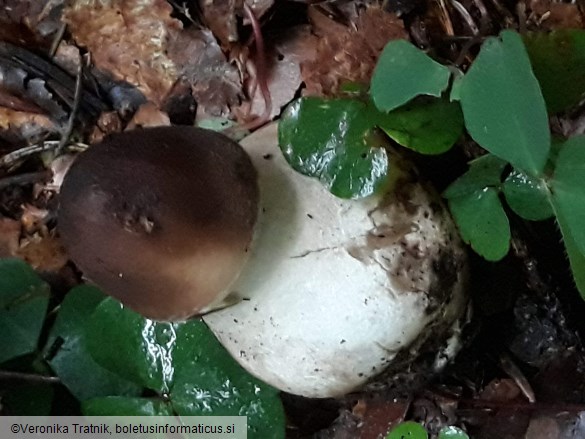 Macrolepiota procera