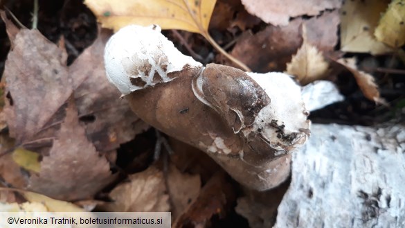 Piptoporus betulinus