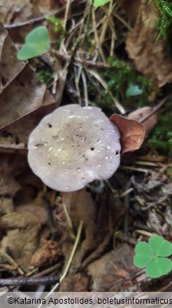 Calocybe ionides