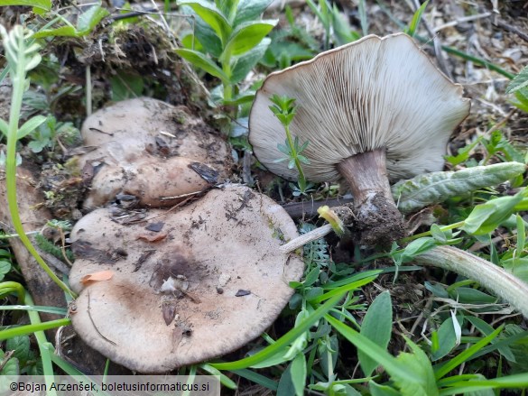 Melanoleuca grammopodia