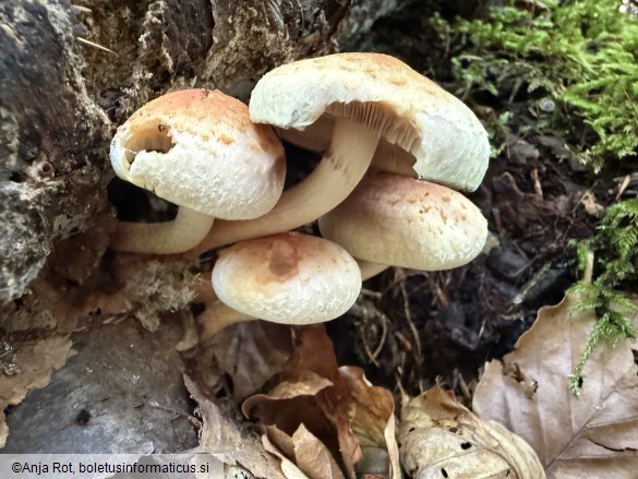 Hypholoma lateritium
