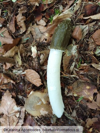 Phallus impudicus