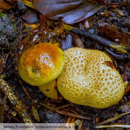 Pseudoboletus parasiticus