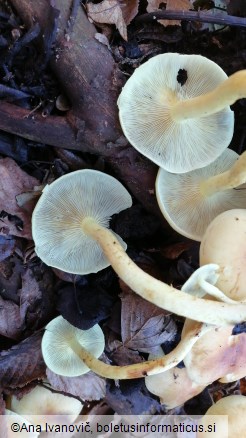 Hypholoma fasciculare