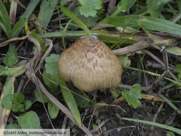 Pseudosperma spurium