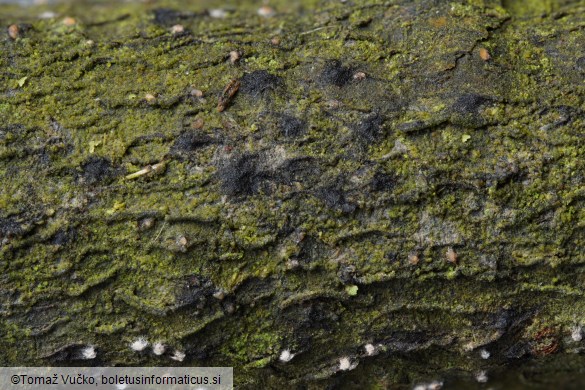 Massaria conspurcata