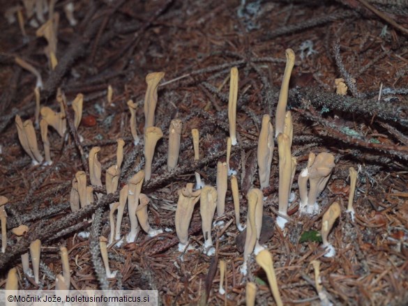 Clavariadelphus ligula