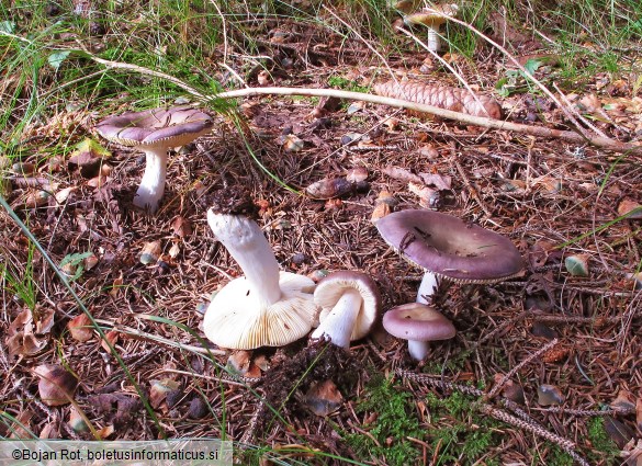 Russula cavipes