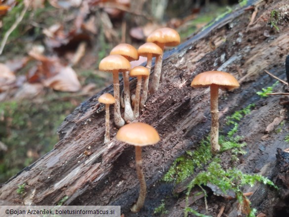 Galerina marginata