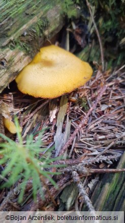 Tricholomopsis decora