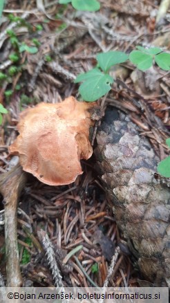 Chalciporus piperatus