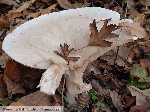 Clitocybe geotropa