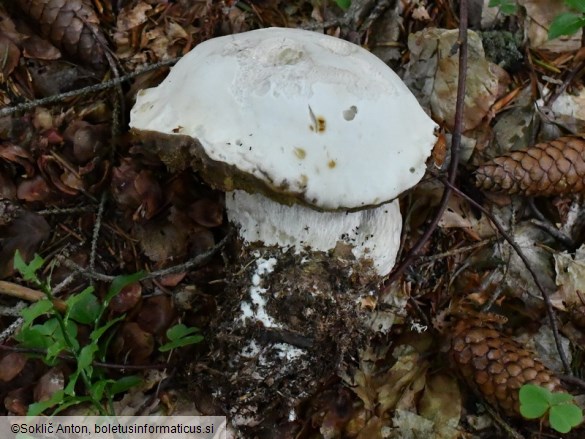 Boletus edulis f. albus