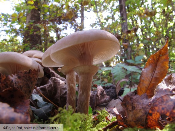 Armillaria borealis