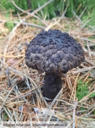 Strobilomyces strobilaceus