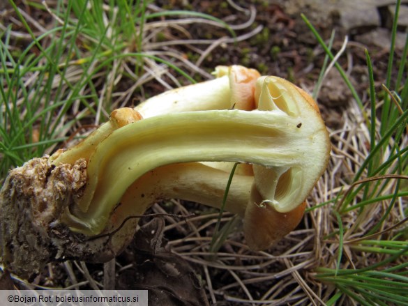 Hypholoma fasciculare