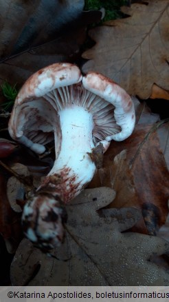 Hygrophorus russula