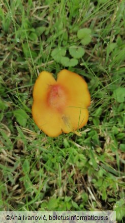 Hygrocybe conica