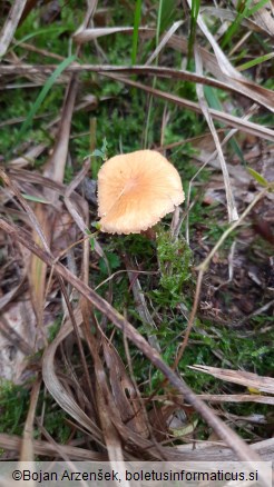 Cystoderma amianthinum